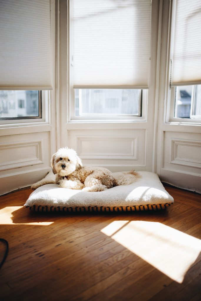 The Best Memory Foam Dog Bed For Every Size Pet May 2024   Matthew Hamilton 792658 Unsplash 